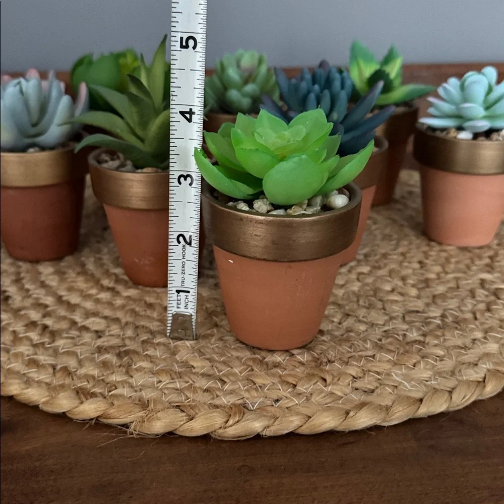 8️⃣ Assorted Succulents in Terracotta Pots